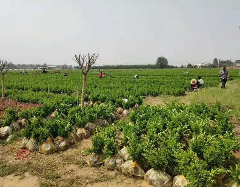 博野县泰森苗圃场：苗木行业的绿洲