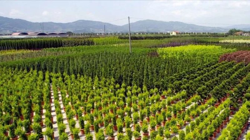 苗木选购指南:如何找到优质的苗木批发商家